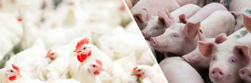 l Tryptophan Powder for Livestock l Tryptophan Powder for Livestock